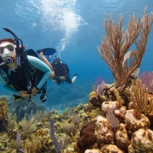 Diver exploring an underwater reef.