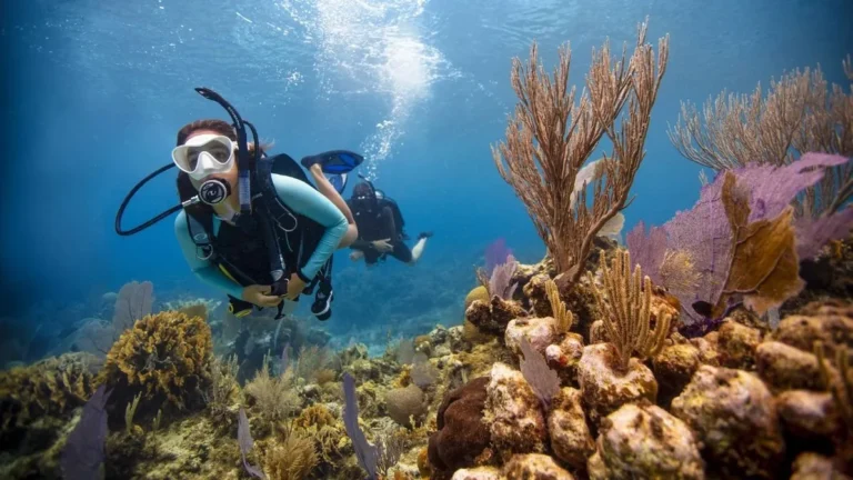 Diver exploring an underwater reef.